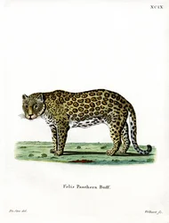 Leopardo