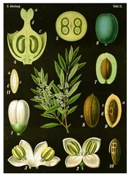 Oliva