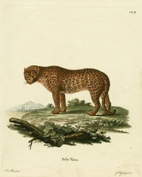 Pantera