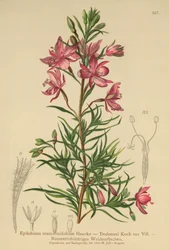 Epilobio a foglie di rosmarino (Epilobium rosmarinifolium, Epilobium dodonaei)