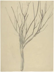 Albero spoglio