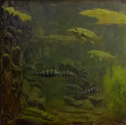 Luccio e pesce persico in un acquario