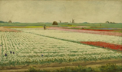 Campi di Tulipani