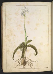 Una pianta con petali bianchi, da "Dipinti della flora degli Stati Romani" di Gherardo Cibo, Add MS 22333, f173v, c.1564-84