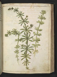 Una pianta con foglie verdi, da 