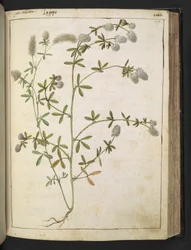 Una pianta con fiori bianchi, da "Dipinti della Flora degli Stati Romani" di Gherardo Cibo, Add MS 22333, f117r, c.1564-84