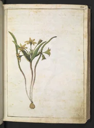 Una pianta con fiori gialli, da "Paintings of Flora of the Roman States" di Gherardo Cibo