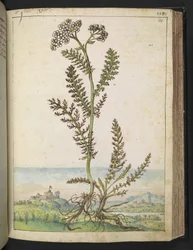 Achillea millefolium: Una pianta alta tipo felce con fiori bianchi, da "Dipinti della flora degli Stati Romani" di Gherardo Cibo