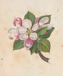 Fiori, da 