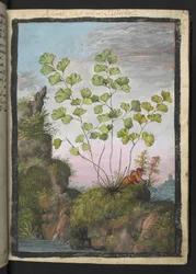 Adiantum capillus-veneris, da "Dipinti della flora degli Stati Romani" di Gherardo Cibo