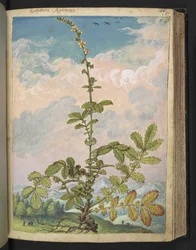 Agrimonia eupatoria, da "Paintings of Flora of the Roman States" di Gherardo Cibo
