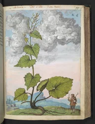 Alliaria petiolata: Una pianta alta con petali bianchi, da "Dipinti della flora degli Stati Romani" di Gherardo Cibo