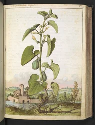 Aristolochia clematitis, da "Paintings of Flora of the Roman States" di Gherardo Cibo