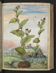 Aristolochia rotunda: Una pianta fruttifera, da "Dipinti della flora degli Stati Romani" di Gherardo Cibo, Add MS 22333, f078r, c.1564-84