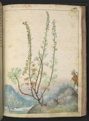 Artemisia abrotanum (abrotano), da 