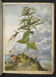 Asclepias, da "Paintings of Flora of the Roman States" di Gherardo Cibo