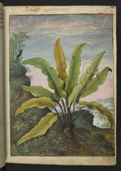 Asplenium scolopendrium, da 