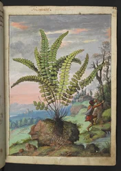 Asplenium trichomanes, da "Paintings of Flora of the Roman States" di Gherardo Cibo