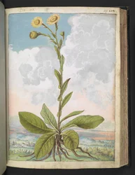 Baccara, da "Dipinti della flora degli Stati Romani" di Gherardo Cibo