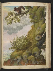 Briofite (muschio) e uno scoiattolo seduto sul ramo di un albero, da "Paintings of Flora of the Roman States" di Gherardo Cibo