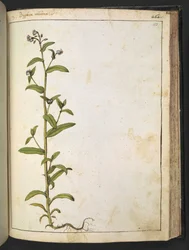 Buglossa, Anchusa azurea (Loddon Royalist), da 