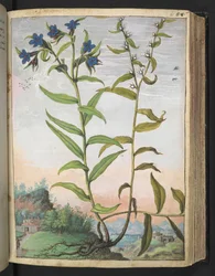 Buglossoides purpurocaerulea, da "Dipinti della flora degli Stati Romani" di Gherardo Cibo, Add MS 22333, f061r, c.1564-84