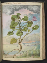 Calystegia soldanella, da "Dipinti della flora degli Stati Romani" di Gherardo Cibo, Add MS 22333, f150r, c.1564-84