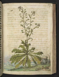 Capsella bursa-pastoris, da 