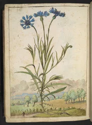 Centaurea cyanus: Un fiore con petali blu, da "Dipinti della flora degli Stati Romani" di Gherardo Cibo, Add MS 22333, f177v, c.1564-84