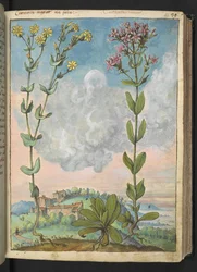 Centaurium erythraea, da 