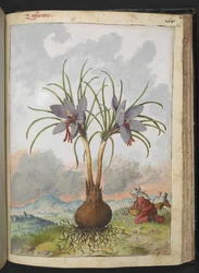 Crocus sativus (Zafferano), da "Dipinti della flora degli Stati Romani" di Gherardo Cibo, Add MS 22333, f160r, c.1564-84
