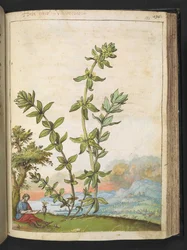 Cruciata laevipes, da "Dipinti della flora degli Stati Romani" di Gherardo Cibo, Add MS 22333, f131r, c.1564-84