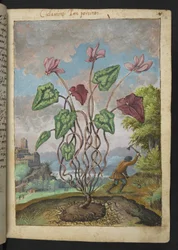 Cyclamen hederifolium, da "Dipinti della flora degli Stati Romani" di Gherardo Cibo