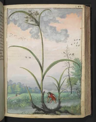 Cyperus serotinus, da "Paintings of Flora of the Roman States" di Gherardo Cibo