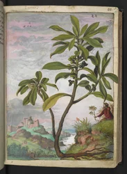 Daphne laureola, da "Paintings of Flora of the Roman States" di Gherardo Cibo