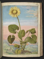 Doronicum austriacum: Una pianta con un fiore giallo, da 