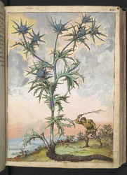 Eryngium maritimum, da "Dipinti della flora degli Stati Romani" di Gherardo Cibo, Add MS 22333, f047r, c.1564-84