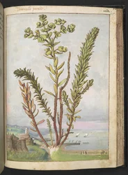 Euphorbia paralias, da 
