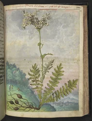 Filipendula vulgari, da "Dipinti della flora degli Stati Romani" di Gherardo Cibo, Add MS 22333, f146r, c.1564-84