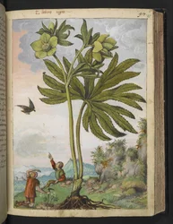 Helleborus viridis, da "Dipinti della Flora degli Stati Romani" di Gherardo Cibo, Add MS 22333, f095r, c.1564-84