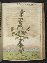 Herba gratia dei (Issopo delle siepi), da "Dipinti della flora degli Stati Romani" di Gherardo Cibo