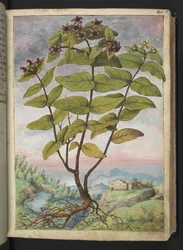 Hypericum hircinum, da "Dipinti della flora degli Stati Romani" di Gherardo Cibo