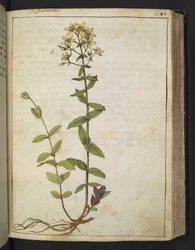 Hypericum perfoliatum, da 
