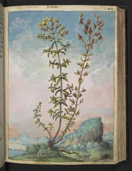 Hypericum perforatum, da "Dipinti della flora degli Stati Romani" di Gherardo Cibo