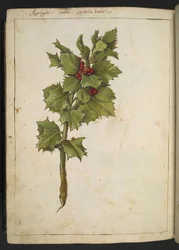 Ilex aquifolium (Agrifoglio), da "Dipinti della Flora degli Stati Romani" di Gherardo Cibo, Add MS 22333, f182v, c.1564-84