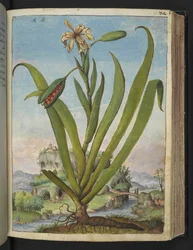 Iris foetidissima: Pianta fiorita con baccelli, da "Dipinti della flora degli Stati Romani" di Gherardo Cibo