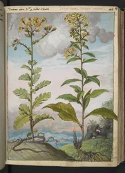 Jacobaeae vulgaris et Senecio ovatu, da "Dipinti della flora degli Stati Romani" di Gherardo Cibo, Add MS 22333, f046r, c.1564-84