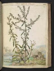 Lepidium graminifolium, da 