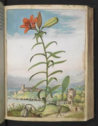 Lilium bulbiferum: Una pianta con petali rossi, da 