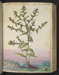 Lithospermum officinale, da "Dipinti della flora degli Stati Romani" di Gherardo Cibo